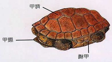 烏龜身體部位