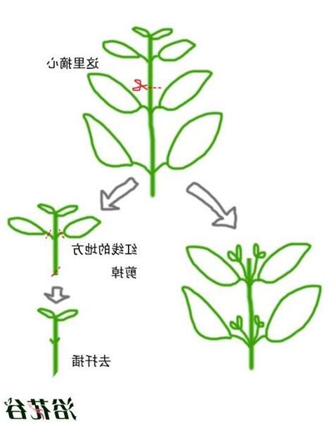 植物摘心是什麼意思