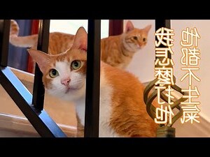 貓搬屋