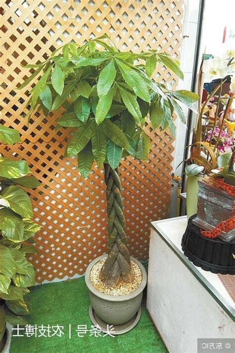 發財樹的種法