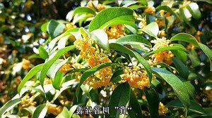 风水树有哪些