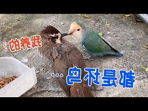夢到很多鳥號碼