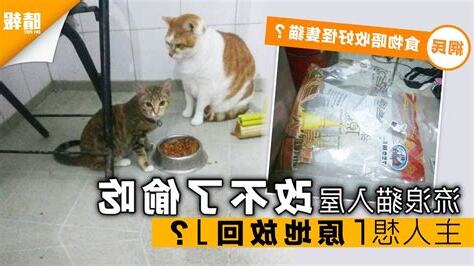 流浪貓入屋
