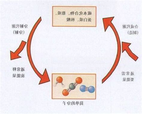 同化作用例子