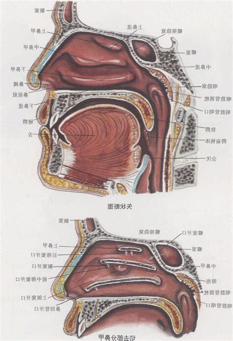 嘴巴跟鼻子一樣大