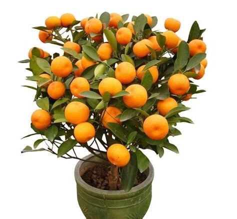 根苗花果