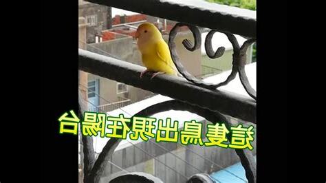 陽台飛來一隻鳥