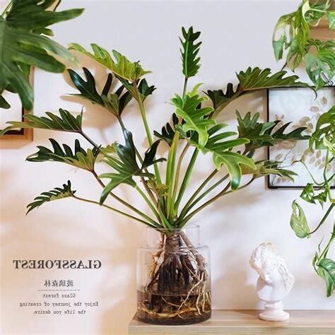 小天使植物風水