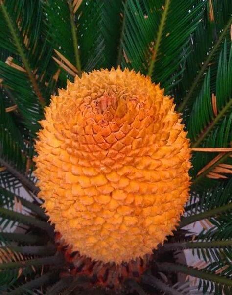 鐵樹開花的意思