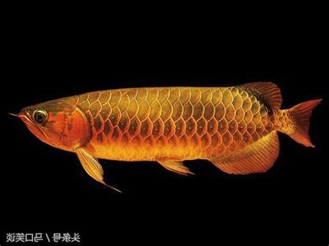 金龍魚屬