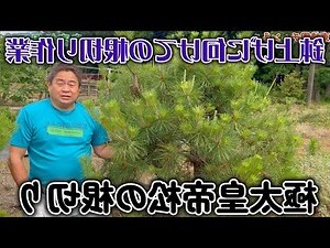 松紅梅盆栽