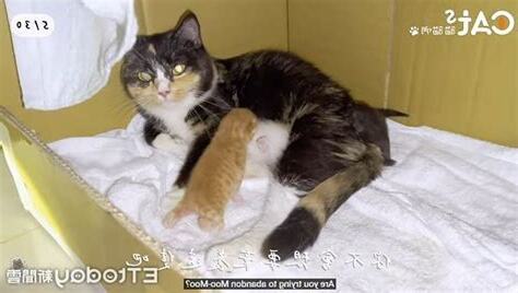 貓死在家裡怎麼辦