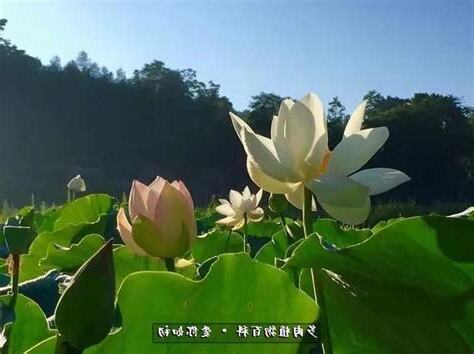 門前種蓮花