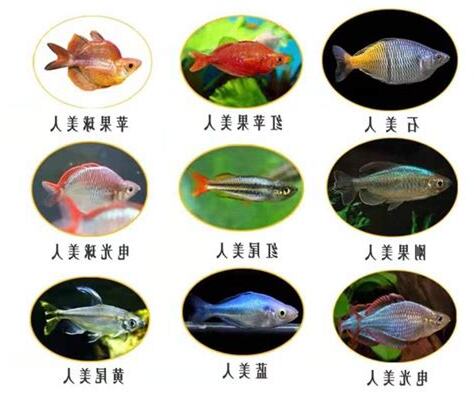 好養的小型魚