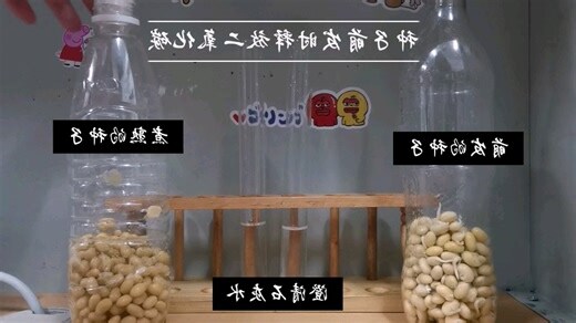 晚上吸收二氧化碳的植物