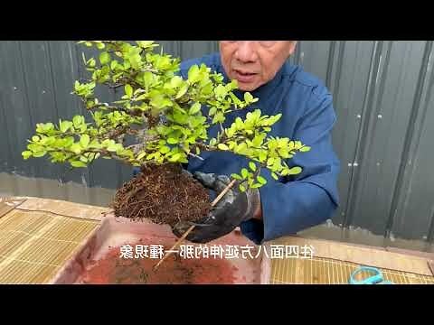 像椰子樹的盆栽
