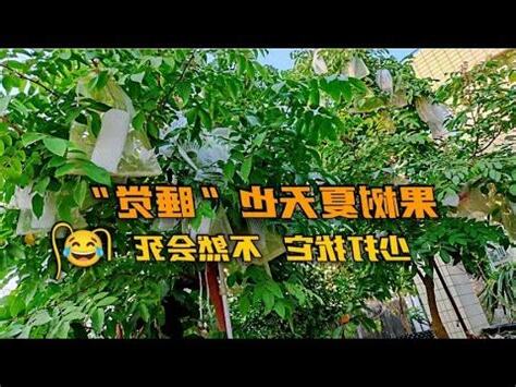 不用常澆水的果樹