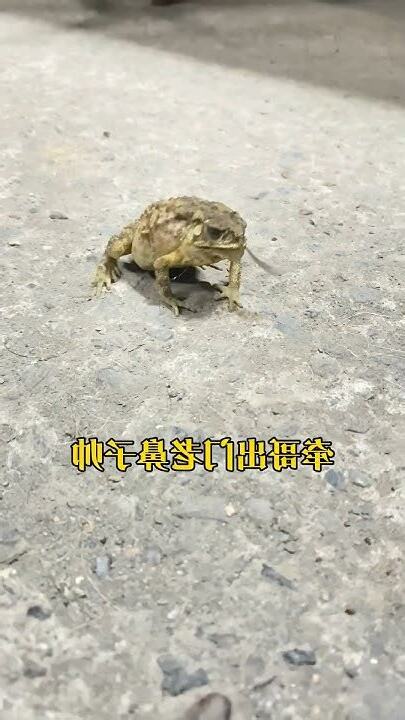 青蛙跑到家裡