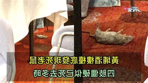 發現死老鼠