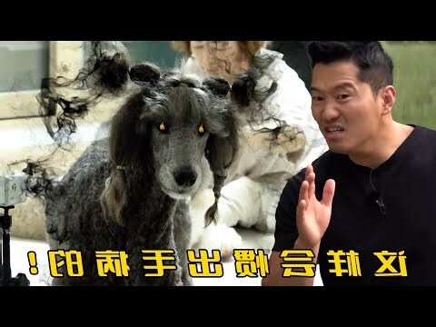 養兩隻狗打架