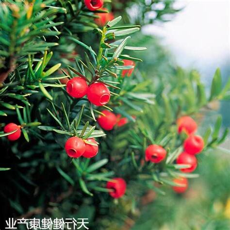 紅豆杉種植