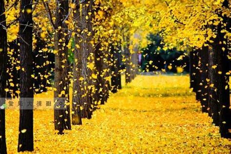 銀杏效果