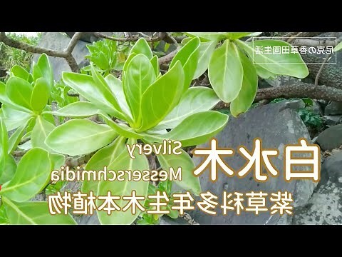 白水木高壓法