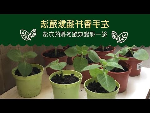 左手香剪枝
