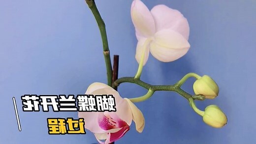 白色兰花