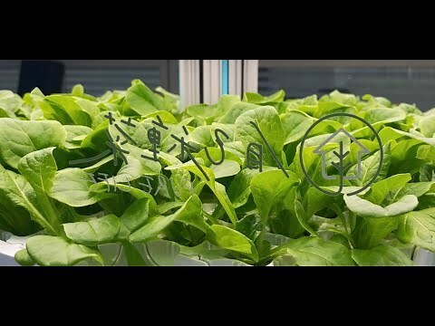 室內種菜