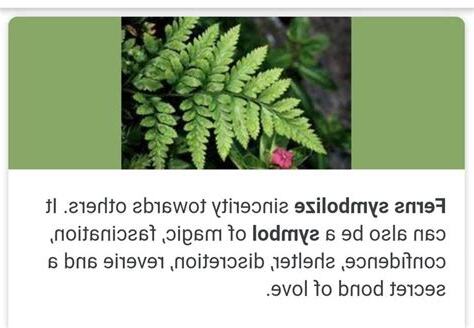 fern的意思