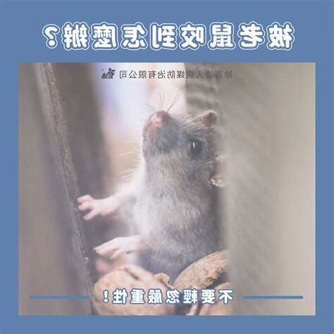 被老鼠咬怎麼辦