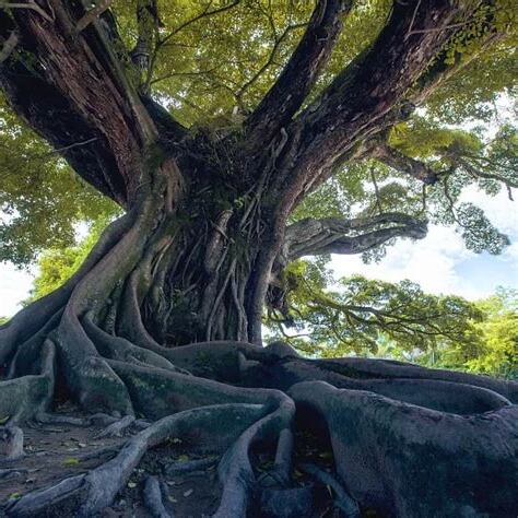 榕樹根