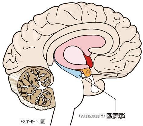 海馬迴