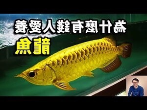 龍魚眼睛