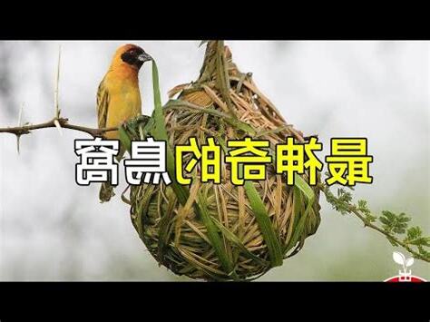 鳥築巢原因