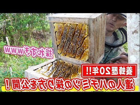 蜜蜂徵兆