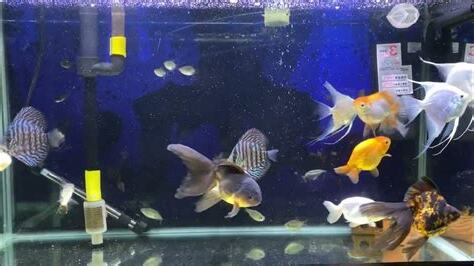 金魚混養神仙