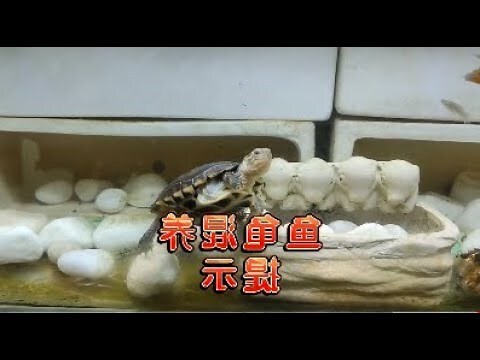 斑龜跟魚一起養