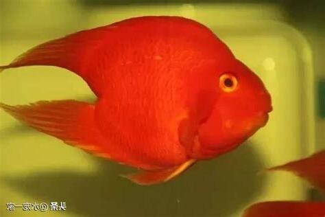 雪鸚鵡魚