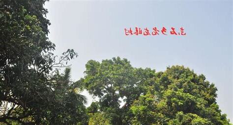 龙眼树风水