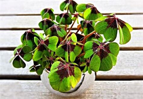 屬龍適合養什麼