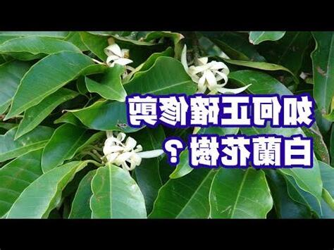 玉蘭花盆栽矮化