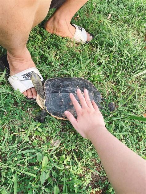 烏龜會認主人嗎