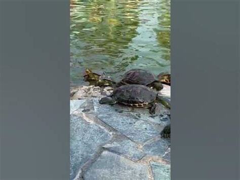 烏龜上岸