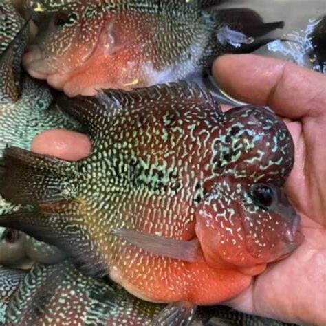 麒麟鸚鵡魚