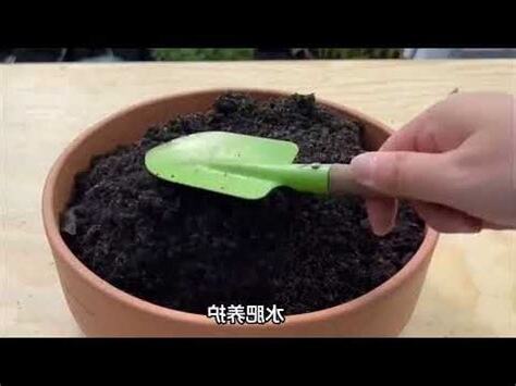 小雛菊好種嗎
