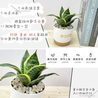 水栽植物