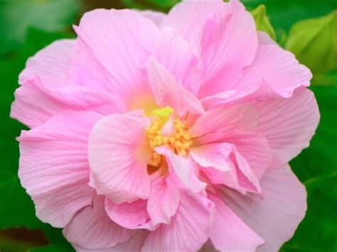 芙蓉花種植
