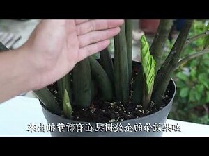 金钱樹